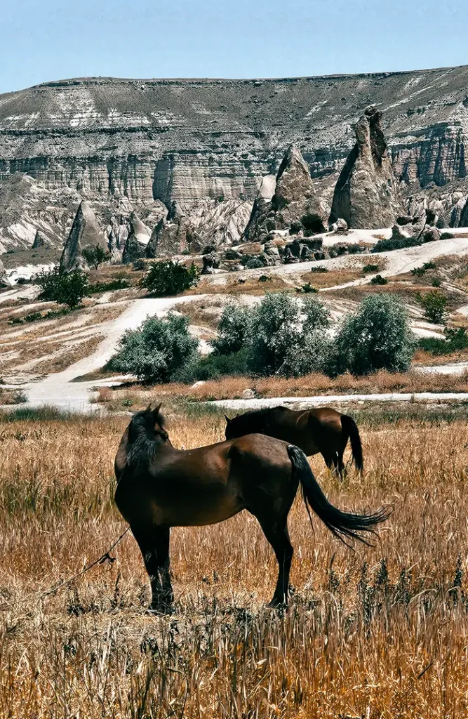 A happy couple on horseback, posing for a photo on a ridge overlooking the iconic fairy chimneys of Cappadocia during a sunset tour.